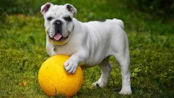 Heute startet die Fußball-EM