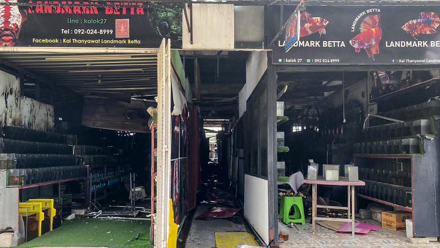 Bei dem Großbrand auf dem Catuchak Pet Market in Bangkok sind tausende Tiere ums Leben gekommen.