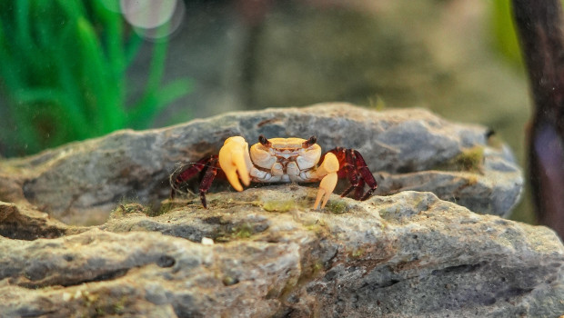 Zu den wenigen Arten, die Kölle Zoo an Lebendtieren in der Terraristik anbietet, gehören Krabben.