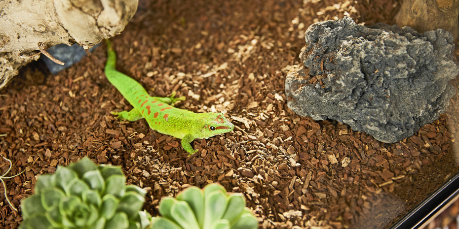 Tierisches Zusammenspiel: Nur mit dem richtigen Boden gelingt die Nachahmung des natürlichen Lebensraums anspruchsvoller Terrarien-Bewohner.