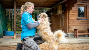 Rekordeinnahmen bei Hundesteuer