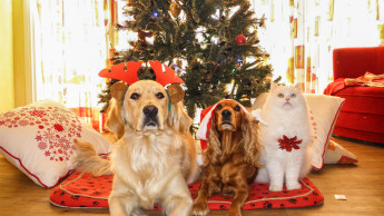 Tierbedarf im Weihnachtsgeschäft mit leichtem Plus