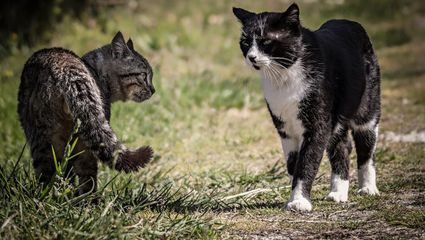 Die Hauskatze als Mischling ist immer noch auf Platz eins bei den Katzen.