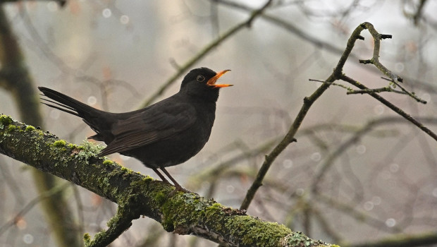 In diesem Jahr wurden bei der deutschlandweiten Vogelzählung deutlich weniger Amseln gesichtet.