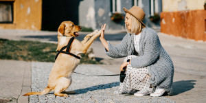 Hundehalter besser verstehen