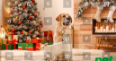 Mit dem pet-Adventskalender durch den Dezember