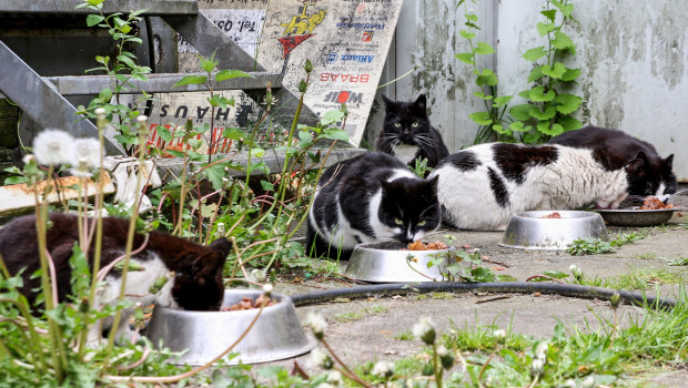 Bis Januar 2026 müssen alle freilaufenden Hauskatzen in Hamburg kastriert, gechippt und registriert sein – so ist es in der neuen Katzenschutzverordnung festgelegt.