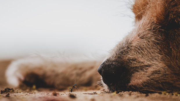 TNC zählt zu den führenden europäischen Anbietern von hochwertigem natürlichen Tierfutter für Hunde.