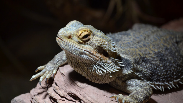 Zoohandel künftig ohne Reptilien?