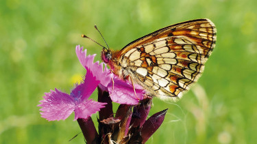 Fressnapf Österreich engagiert sich im Naturschutz