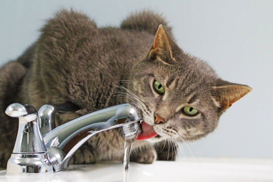 Viele Besitzer sorgen sich um ausreichende Flüssigkeitsaufnahme ihrer Katze.