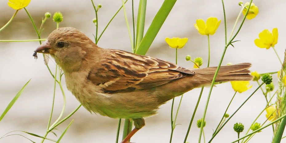 Der Haussperling ist und bleibt die am häufigsten gesichtete Vogelart.