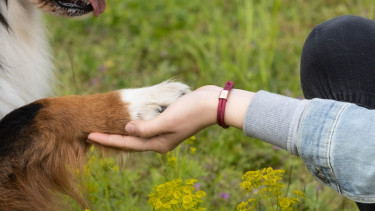 Rekordergebnis bei „Tierisch engagiert“