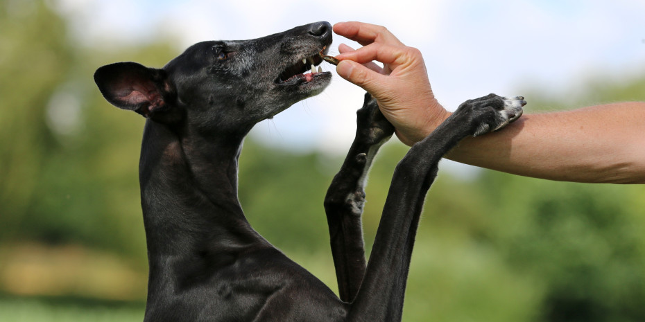 „Stiftung Warentest“ hat  17 Hundesnacks getestet.