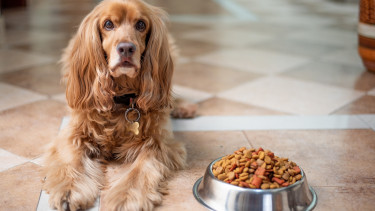 Leben vegan ernährte Hunde gesünder?