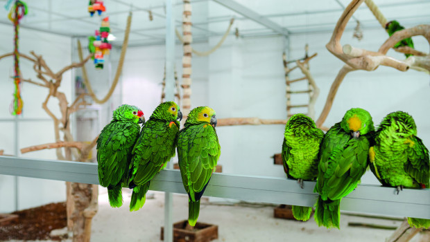 Für sein großes Tierangebot ist Zoo Zajac bekannt. Auch die Auswahl an gehaltenen Papageien ist riesig.