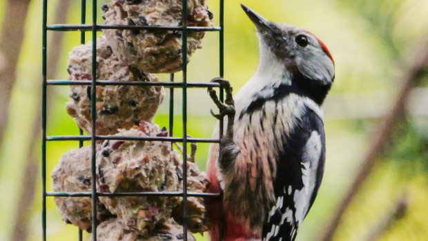 Bestandstrends heimischer Vogelarten zu ermitteln – das ist nur ein Thema bei der großen Vogelzählung von NABU.