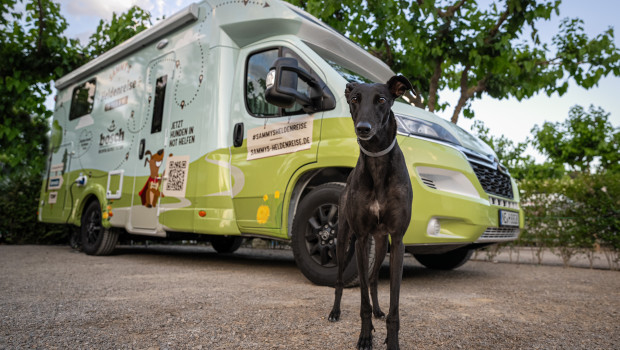 Die erste Mission dient dem Zweck, so genannten Galgos in Spanien zu helfen. Galgos gehören zur Rasse der Windhunde. 